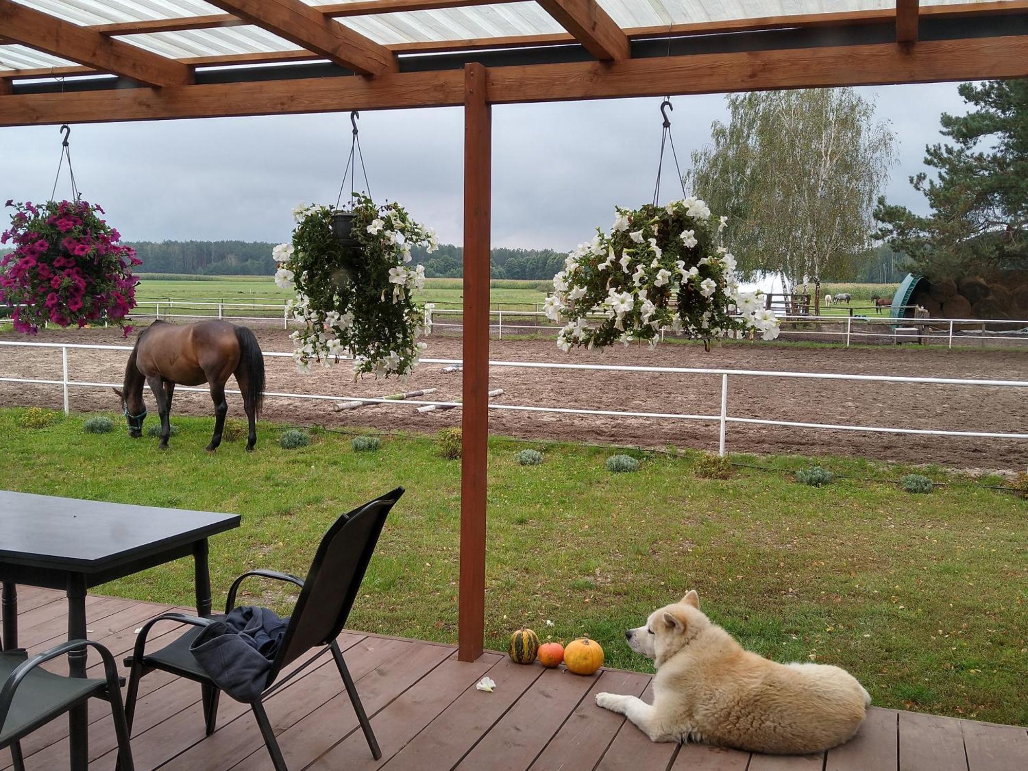 Domek Przy Stajni Bogdanowka Caloroczny Rossosz المظهر الخارجي الصورة